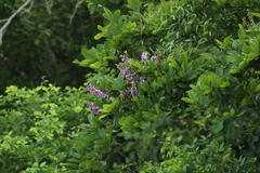 Lonchocarpus guatemalensis