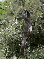 Populus alba