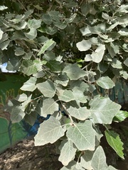 Populus alba
