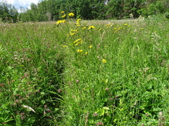 Crepis paludosa