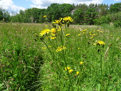 Crepis paludosa