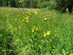 Crepis paludosa