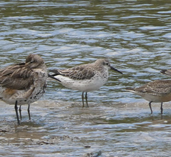 Calidris tenuirostris