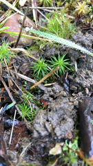 Polytrichum