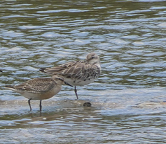 Calidris tenuirostris