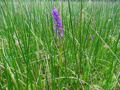 Dactylorhiza × aschersoniana