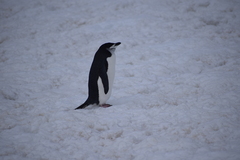 Pygoscelis antarcticus