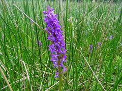 Dactylorhiza × aschersoniana