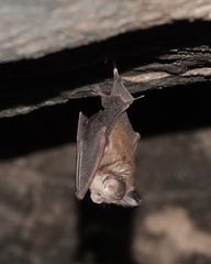 Hipposideros ater