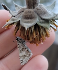 Burnsius communis