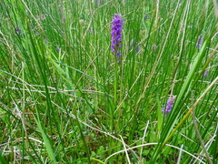 Dactylorhiza × aschersoniana