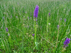 Dactylorhiza × aschersoniana