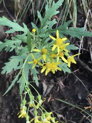 Senecio eremophilus macdougalii