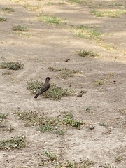 Turdus falcklandii