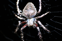 Neoscona crucifera