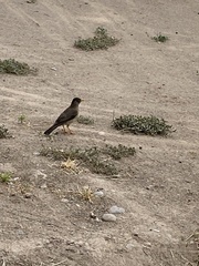 Turdus falcklandii