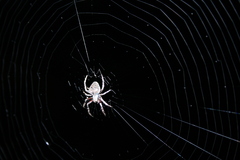 Neoscona crucifera