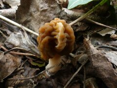 Verpa bohemica
