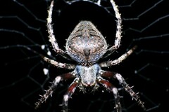 Neoscona crucifera