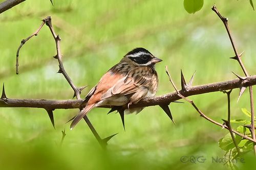 Tristram's Bunting (Emberiza tristrami), photo 9