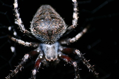 Neoscona crucifera
