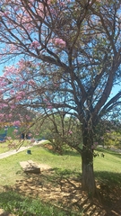 Handroanthus heptaphyllus