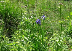 Iris sibirica