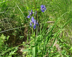 Iris sibirica