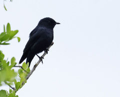 Melaenornis pammelaina