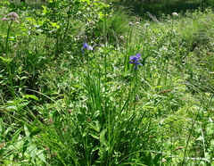 Iris sibirica