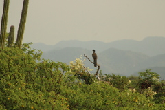 Ortalis poliocephala