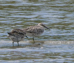 Calidris tenuirostris