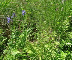 Iris sibirica