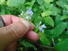 Nepeta racemosa