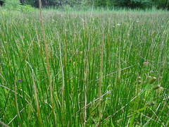 Juncus subnodulosus