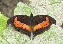 Precis rauana rauana