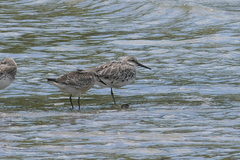 Calidris tenuirostris