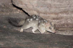 Northern Quoll photo 2
