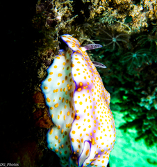 Hypselodoris pulchella