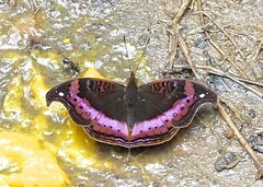 Precis sinuata hecqui