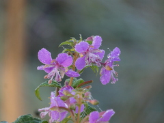 Chamaenerion angustifolium