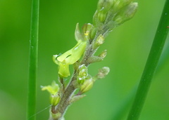 Neottia ovata