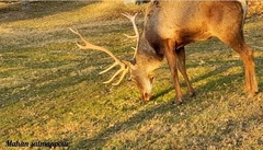 Cervus elaphus maral