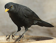 Turdus merula mauritanicus