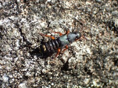 Platydracus fulvipes