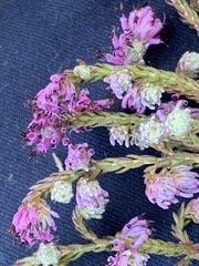 Erica labialis