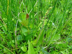 Neottia ovata