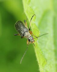 Cortodera femorata