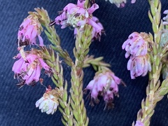 Erica labialis