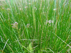Neottia ovata
